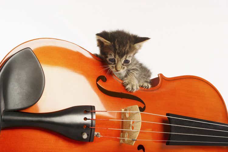 Kitten playing with violin
