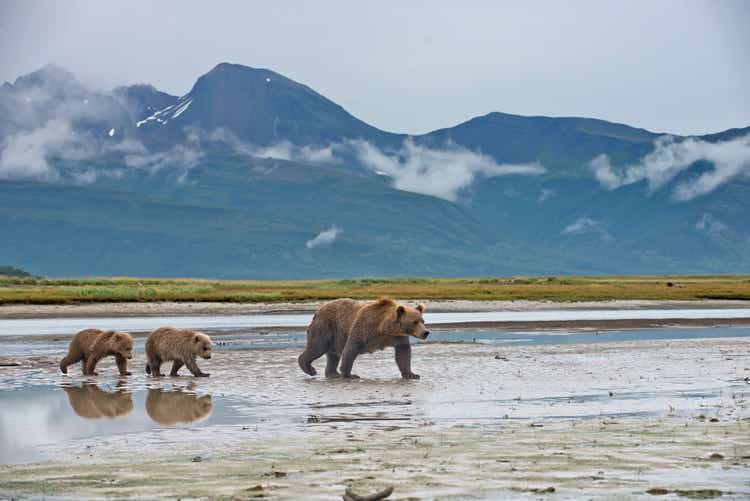 A Brown Bear with 2 spring cubs