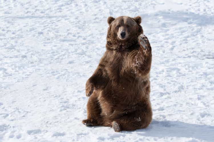 Waving grizzly bear