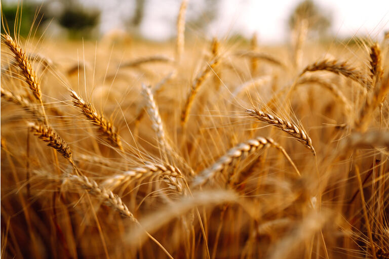 Kilroy Realty: Separate The Wheat From The Chaff