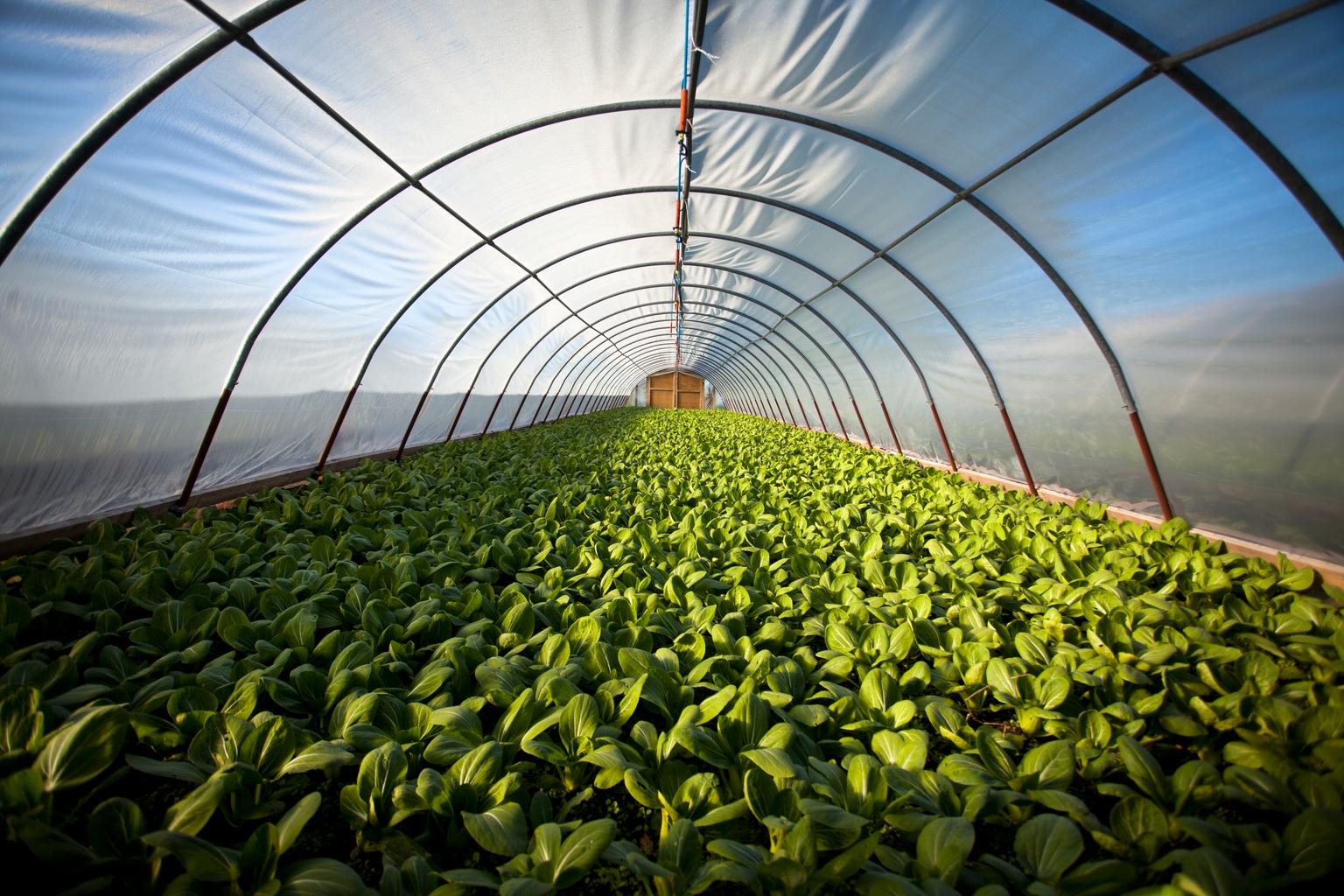 Innovative Industrial Properties: A Timely Update For This 7.4% Yield (NYSE:IIPR)