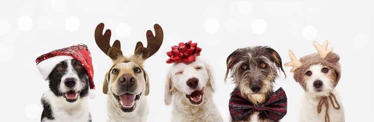 4 Dividend Aristocrat Buys For December