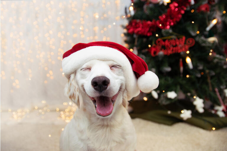 4 Top Dividend Dogs Of The Aristocrats Tagged To Buy For December