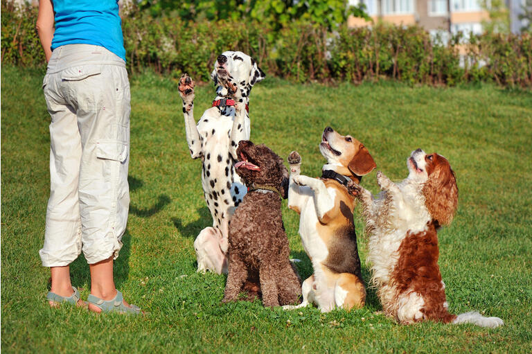 Kiplinger Outstanding August Dividend Dogs Feature 9 Primed To Buy