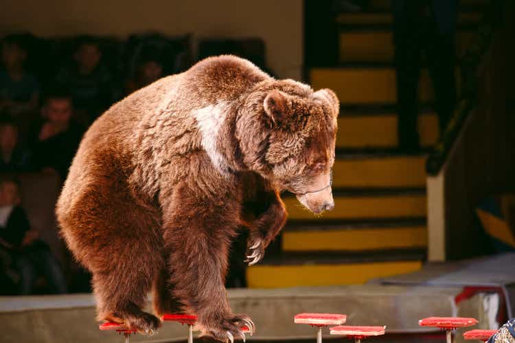 Circus brown bear on speech on the arena.