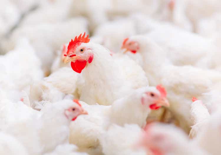 It's About Chicken Feed: Investing In The Poultry Industry | Seeking Alpha It's About Chicken Feed: Investing In The Poultry Industry | Seeking Alpha