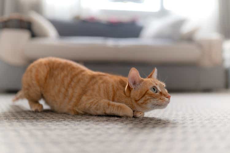 Brown tabby cat with green eyes is ready to surprise