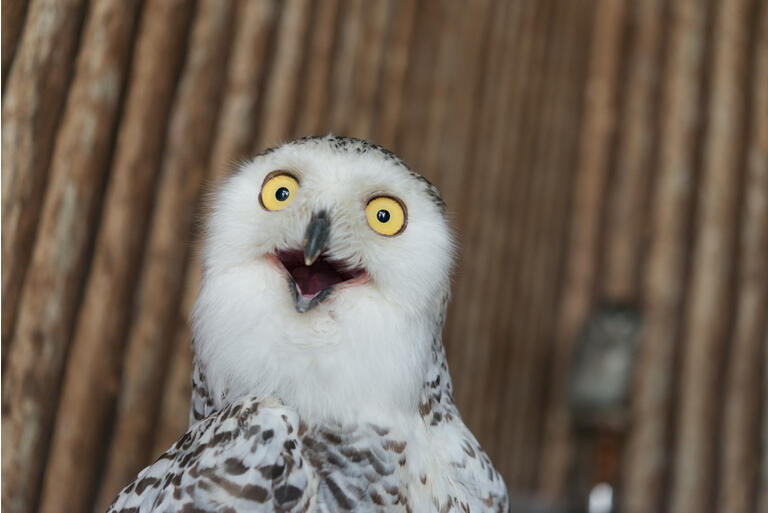 Close up snowy owl eye making shock or funny face expression with wooden pattern background.