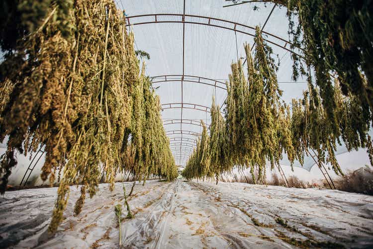 Green house full with dry cannabis plants hanging and drying