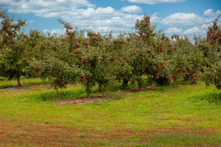 apple orchard