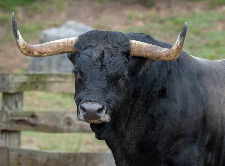 portrait of a bull in the field