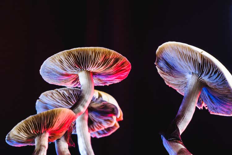 The Mexican magic mushroom is a psilocybe cubensis, whose main active elements are psilocybin and psilocin - Mexican Psilocybe Cubensis. An adult mushroom raining spores