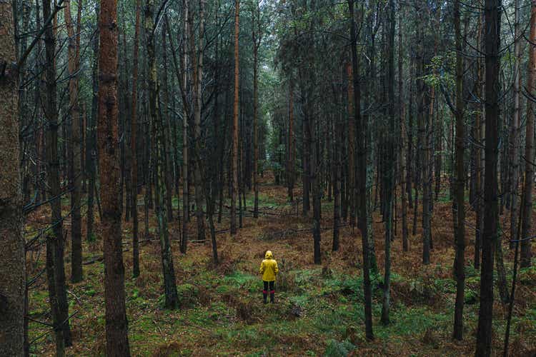 Drone footage of woman in yellow raincoat in wet forest