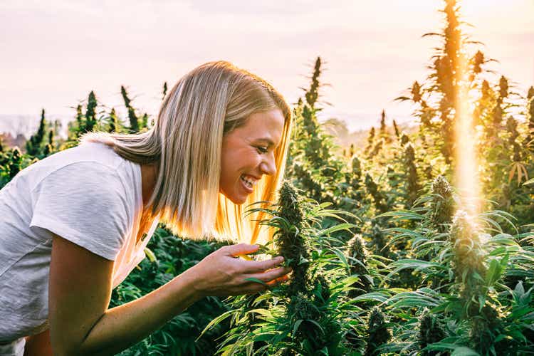 Young Female Smiling Inspecting Herbal Cannabis Plants at a CBD Oil Hemp Marijuana Farm in Colorado