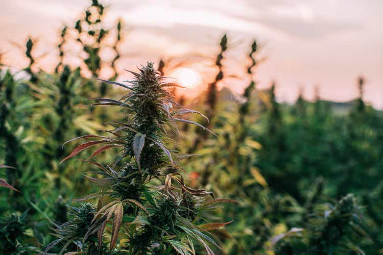 Close-Up Shot of Herbal Cannabis Plants at a CBD Oil Hemp Marijuana Farm in Colorado
