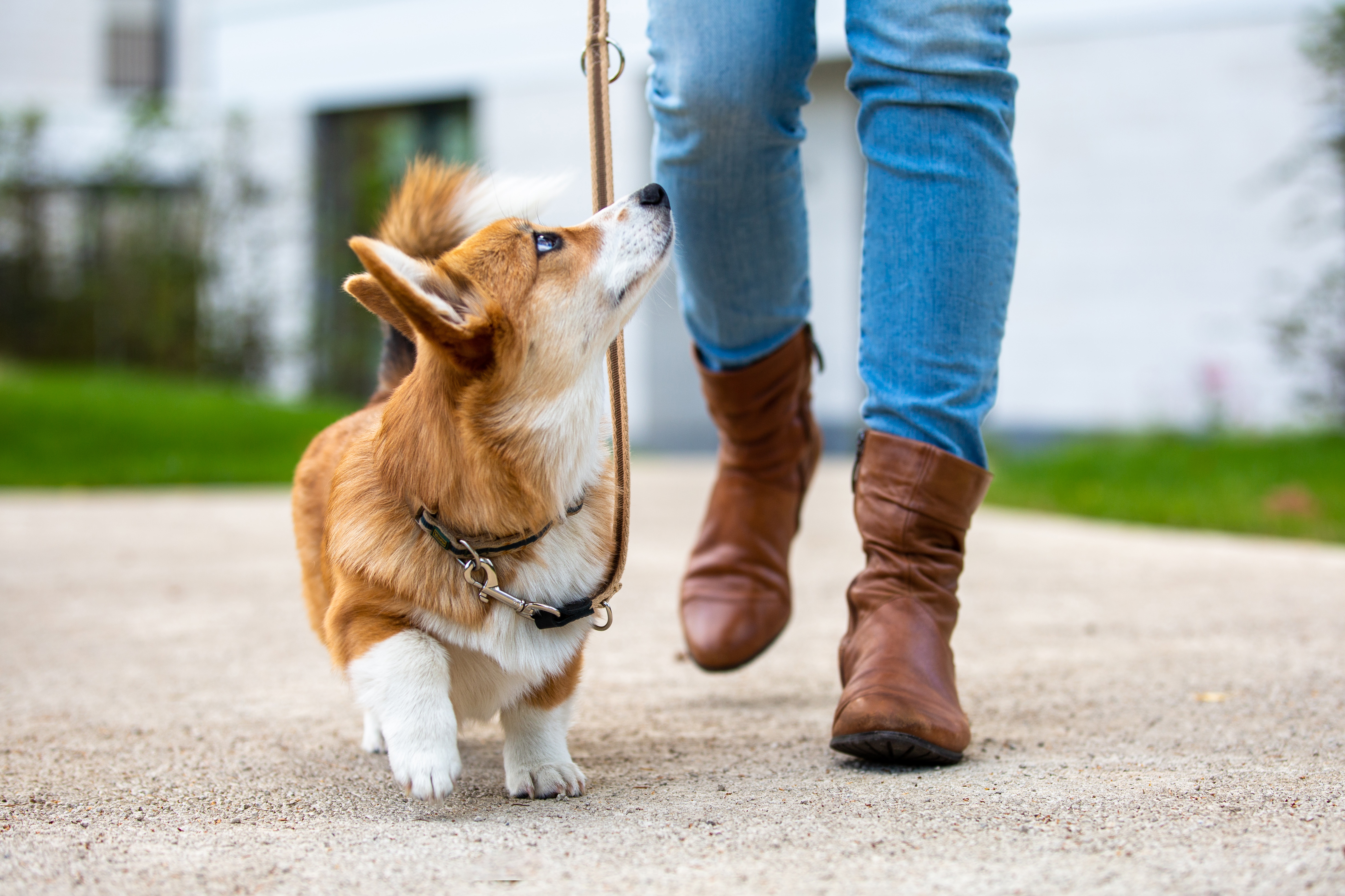 petco boarding for dog