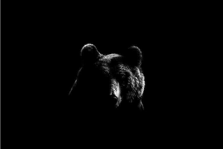Contour du visage de l'ours brun en noir et blanc.  Visage d'ours sur fond noir.