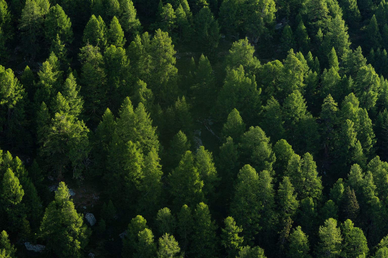 Holmen AB: Lower Energy Prices Support Profit Growth