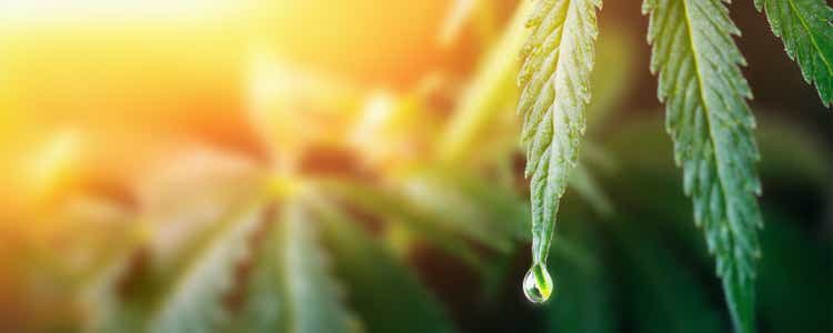 SNDL stock pops ahead of earnings to lead cannabis rivals (NASDAQ:SNDL)