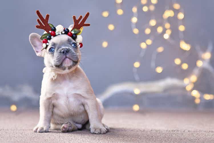 Cute French Bulldog dog puppy wearing a seasonal Christmas reindeer antler headband with autumn berries