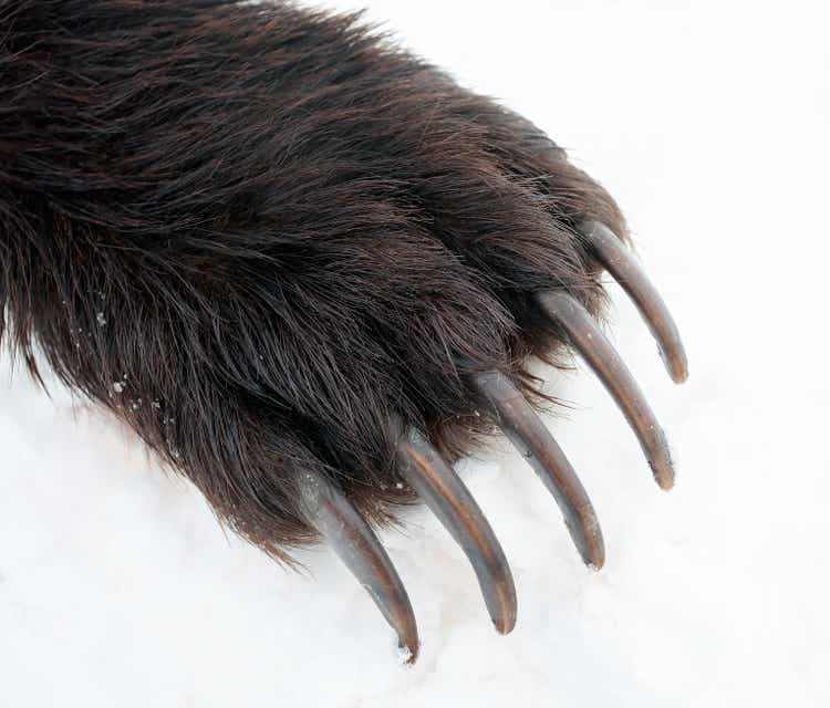 Claws on the front paw of a brown bear against a background of snow