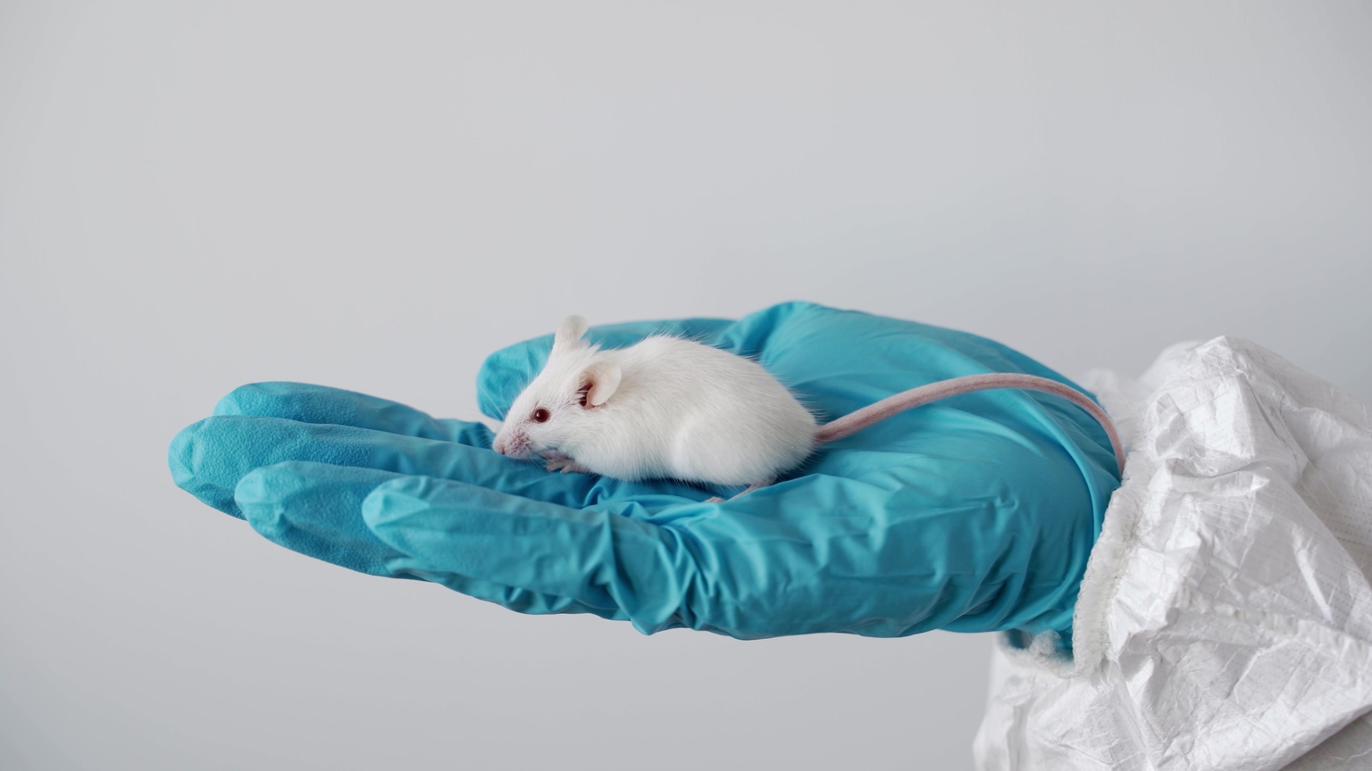 Inotiv Stock: Financial Turnaround Overshadowed By Animal Testing Controversies (NOTV) Inotiv Stock: Financial Turnaround Overshadowed By Animal Testing Controversies (NOTV)