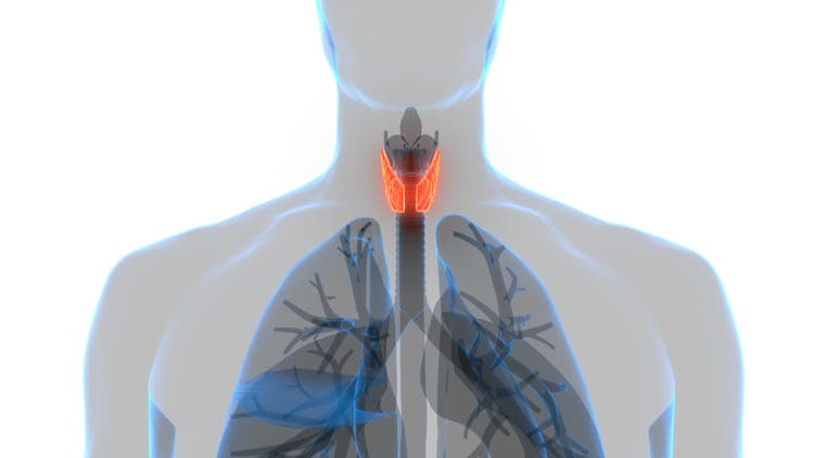 Human Body Glands Lobes of Thyroid Gland Anatomy