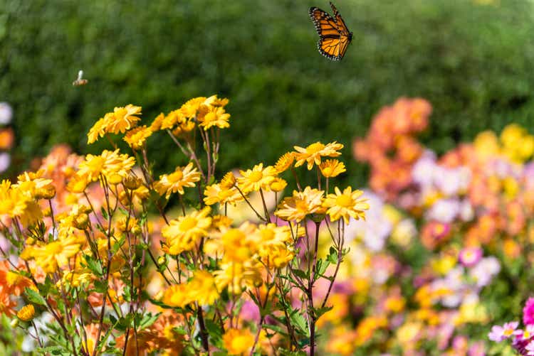 Gele bloemen met vlinders die rond bij de tuinen van het Centrale Park vliegen