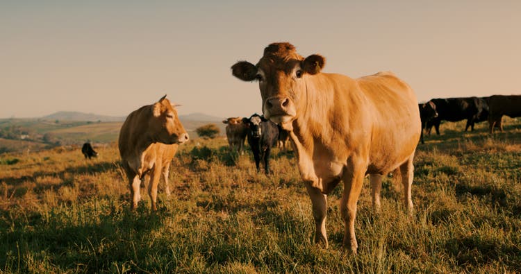 Do you speak moo too?
