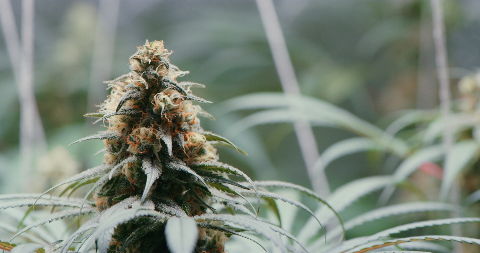 Sundial Growers Potential Growth Forward, But Risks Remain (NASDAQ