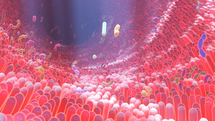 Human microbiome