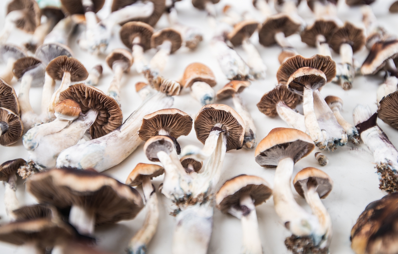 Magic mushrooms psychedelic compound can help with treatment of alcohol