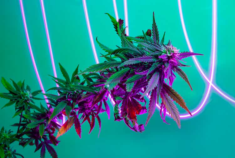 Purple flowering marijuana plant with halogen fluorescent light