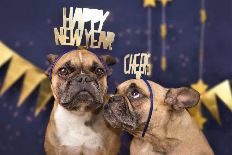 Funny French Bulldog dogs wearing golden party celebration headbands with words "Happy new year" and "cheers" in front of blue background