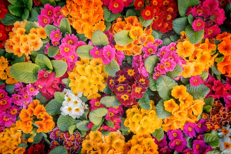 Top view of colorful blooming primrose stock photo