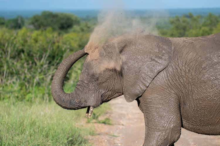 African Elephant Dust Bath