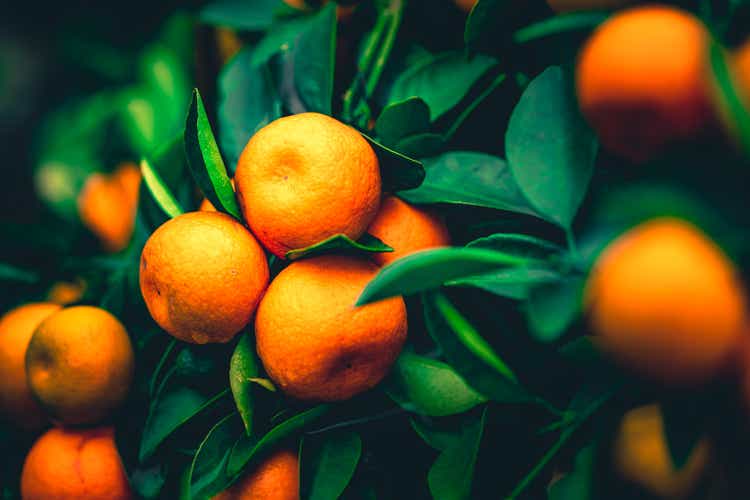 Citrus oranges grow on tree
