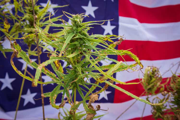 Cannabis and American flag