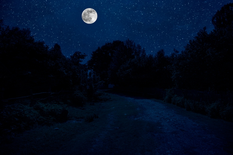 Mystical landscape of Full Moon Rising over tall green meadow with trees at Forest; Skyline Silhouette