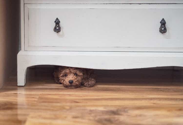 Puppy Hiding
