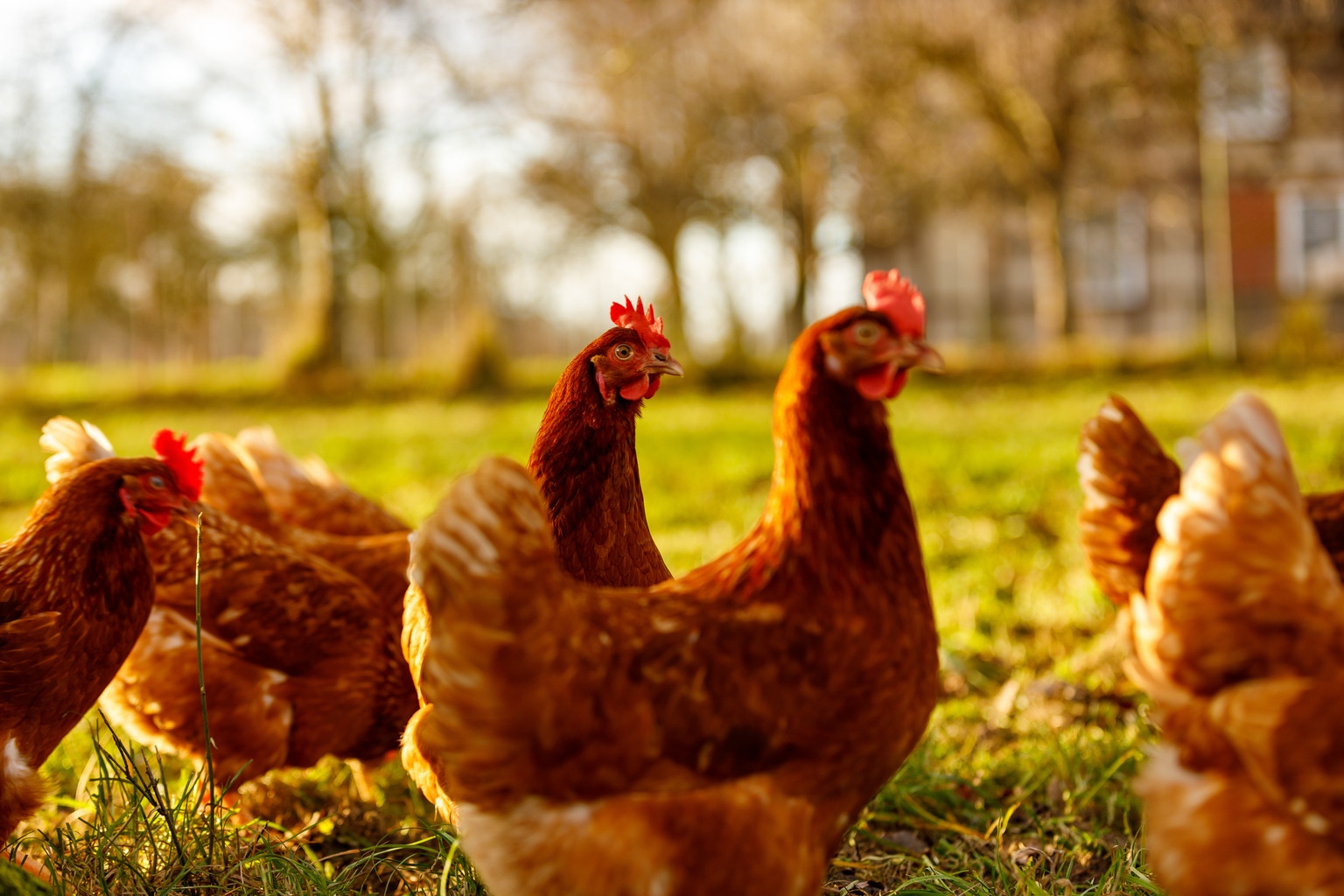 Vital Farms Stock Still Plans To Sell Many More Eggs (NASDAQ:VITL)