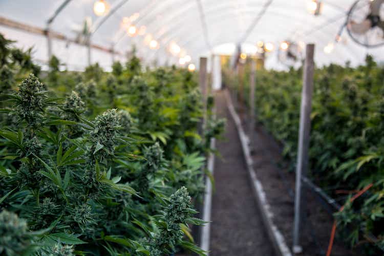 Marijuana Farm Industry - weed and commercial cannabis