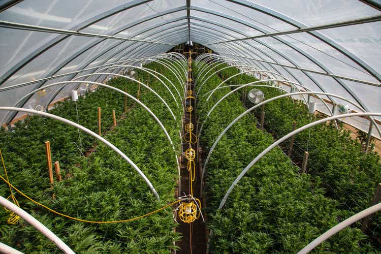 Marijuana Farm Industry - weed and commercial cannabis