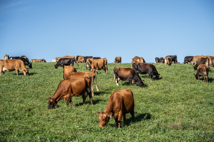 Elanco obtains U.S. licensing rights for methane-reducing feed additive (NYSE:ELAN) - Vimarsana News
