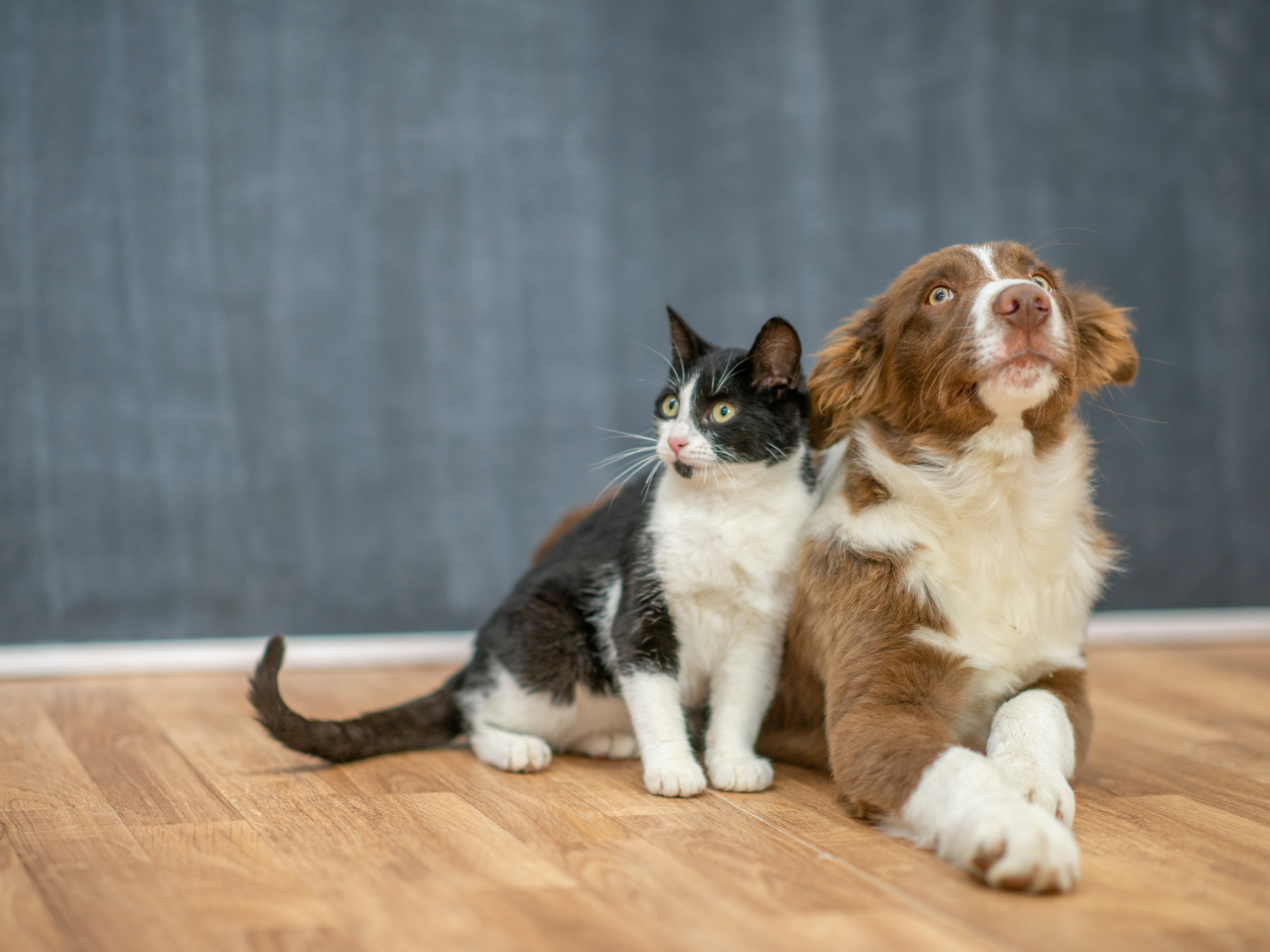 Opportunities In Animal Companionship: A $200B Industry Growing At %  Annually | Seeking Alpha