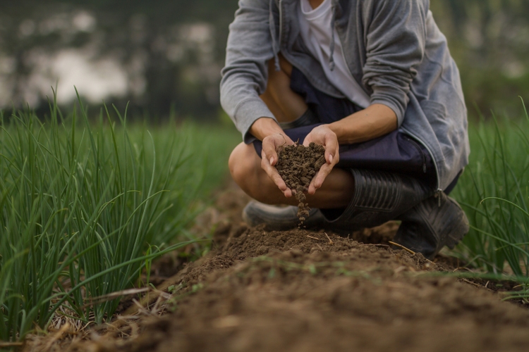 Farmer holding soil and pouring to ground