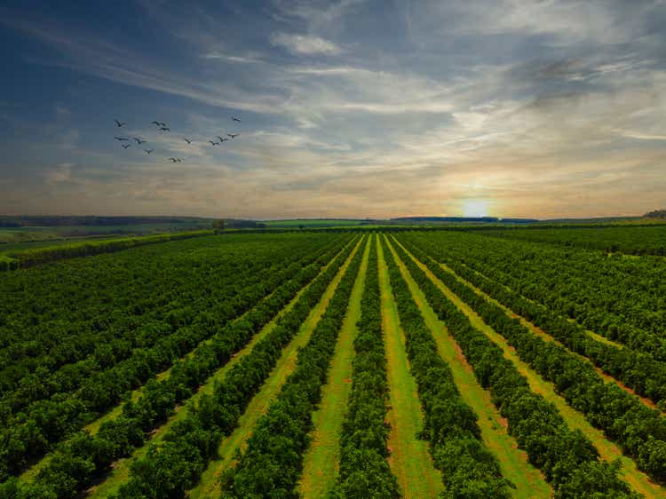 Aerial views over top of rows of orange trees in plantation in sunset