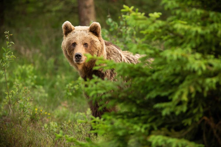 Brown bear looking from behind the tree in spring nature