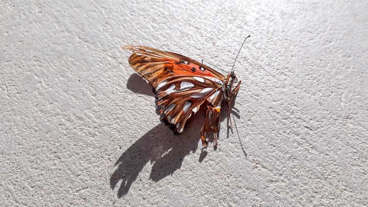 Butterfly Dead at Concrete Floor