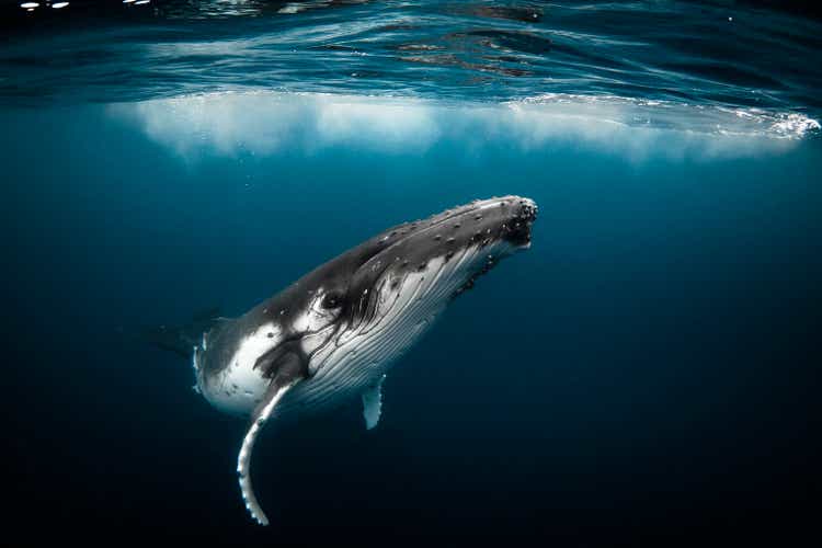 Humpback whale playfully swimming in clear blue ocean